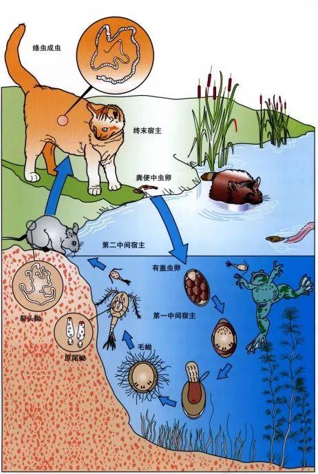 猫咪体内驱虫，了解、预防与应对措施